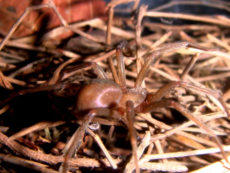 Hembra adulta de araña de rincón (Loxosceles laeta), café clara y de patas largas y delgadas, entre ramitas secas