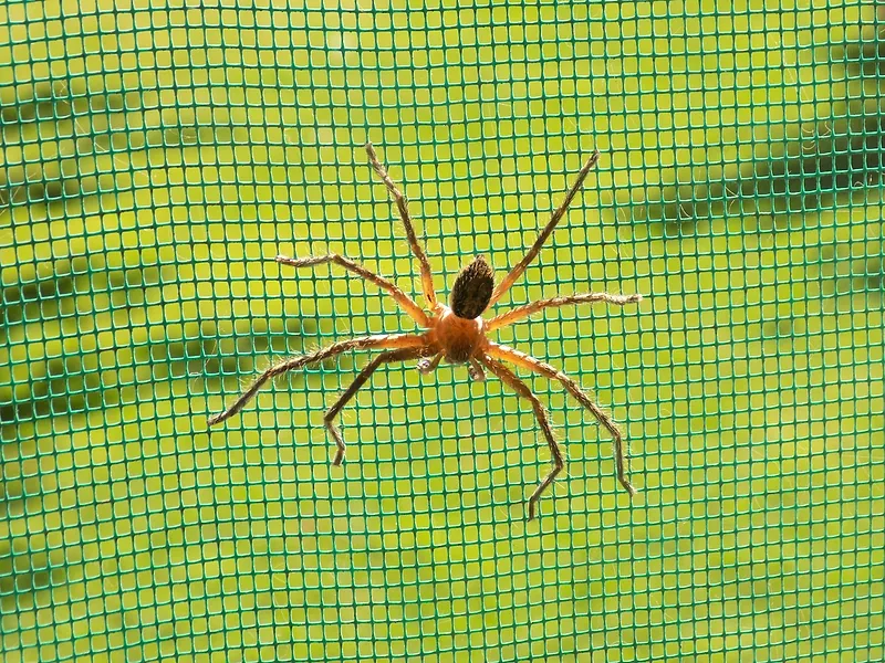 Araña sobre una malla mosquitera, detectada durante una inspección