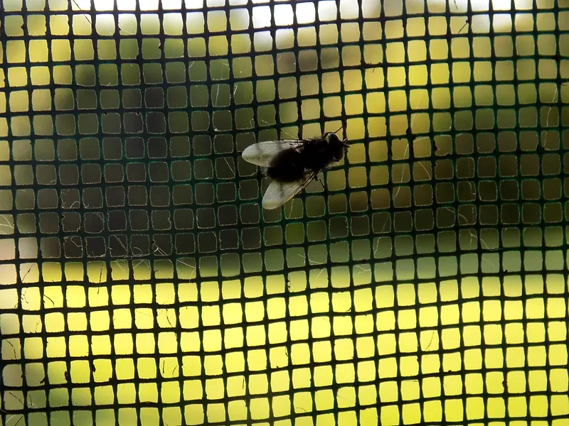 Mosca posada en una malla mosquitera de una vivienda