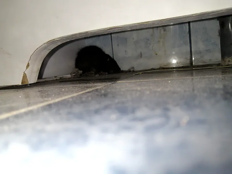 Roedor capturado bajo un mueble durante un servicio de desratización