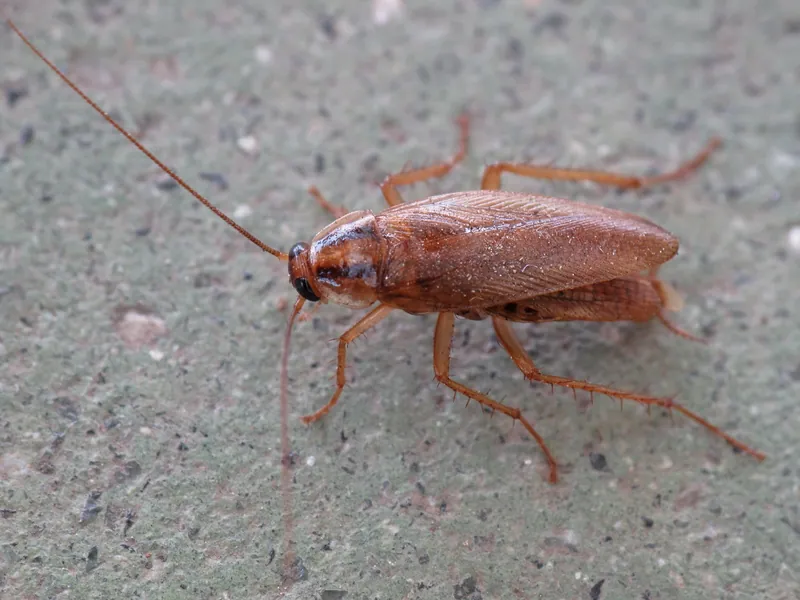 Cucaracha alemana adulta (Blattella germanica), café clara y con dos franjas oscuras detrás de la cabeza, sobre una superficie de cemento