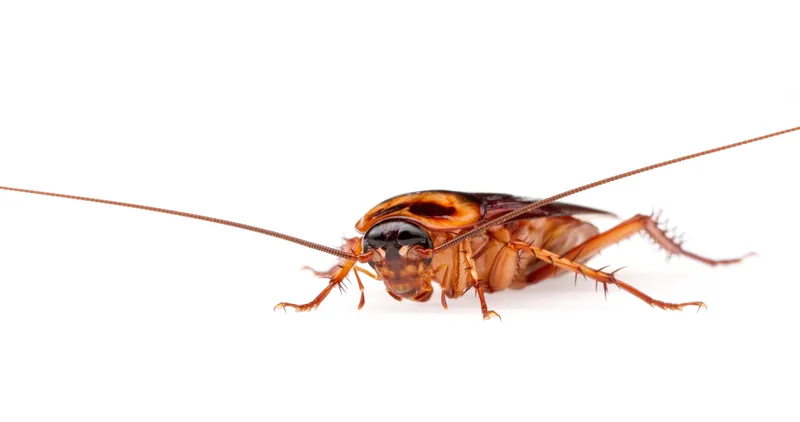Cucaracha americana (Periplaneta americana), grande y café rojiza, de antenas muy largas, sobre fondo blanco