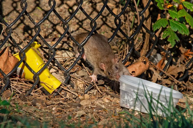Guarén o rata parda (Rattus norvegicus) junto a una reja y a un envase de comida abandonado en un parque