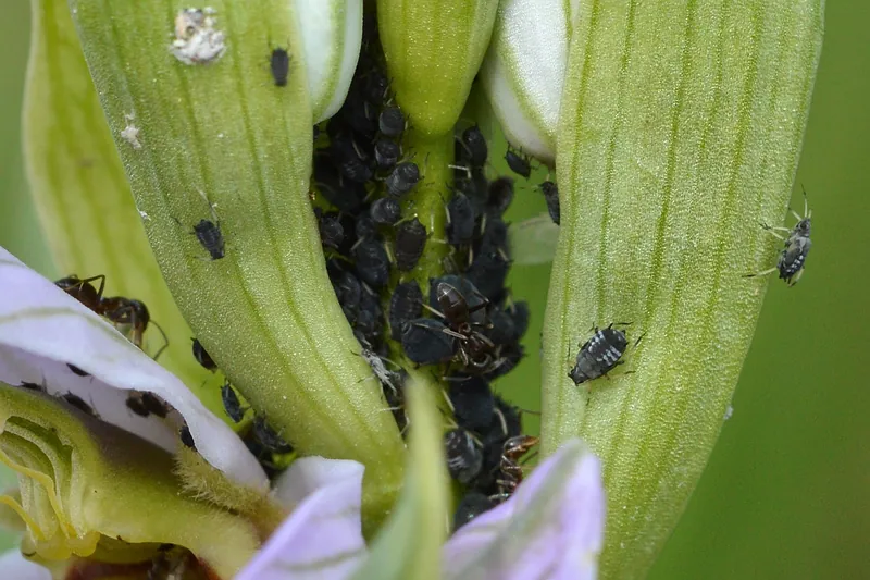Hormigas argentinas (Linepithema humile) atendiendo una colonia de pulgones negros en una planta con flor