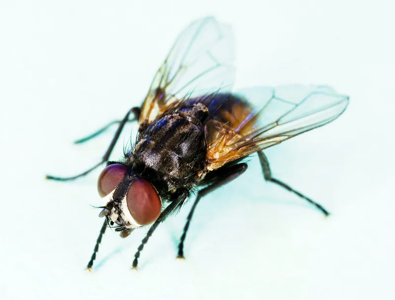 Mosca doméstica adulta (Musca domestica), de ojos rojizos y tórax gris con franjas oscuras, en fotografía macro