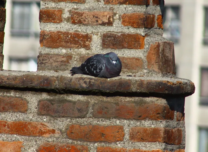 Paloma (Columba livia) descansando en una cornisa de ladrillo del cerro Santa Lucía, en Santiago