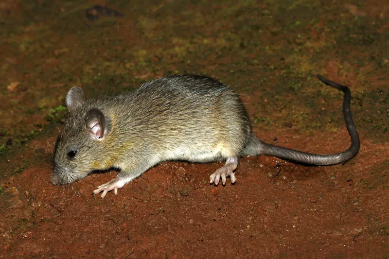 Rata negra o de los tejados (Rattus rattus) sobre tierra, con las orejas grandes y la cola larga y delgada
