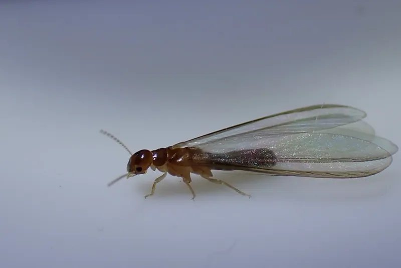Termita alada de madera seca (Cryptotermes brevis) vista de perfil, con el cuerpo sin cintura marcada y las alas más largas que el cuerpo