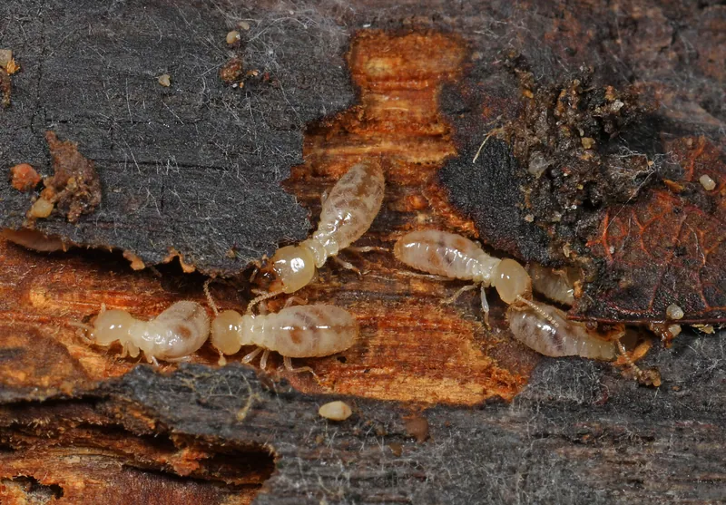 Termitas subterráneas (Reticulitermes flavipes) en sus galerías dentro de madera en descomposición
